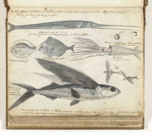 Sea fish