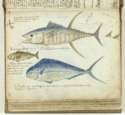 Sea fish