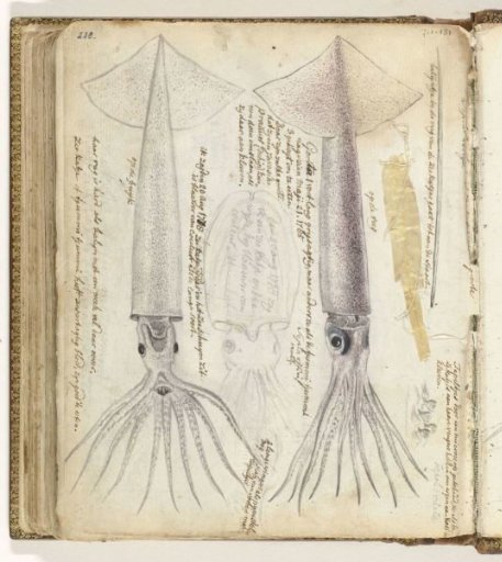 Catboat and gorita