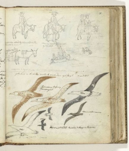 Story of a man and a donkey. Seabirds