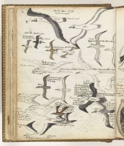 Seabirds