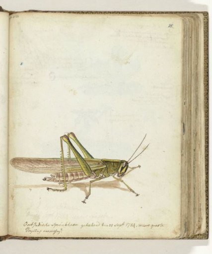 Grasshopper