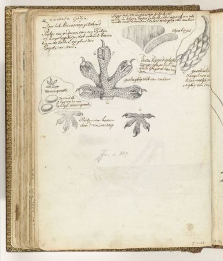 Foot of a tjitjak or house gecko