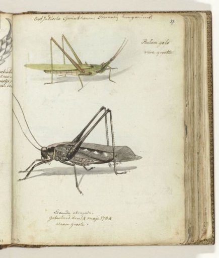 Indonesian grasshoppers