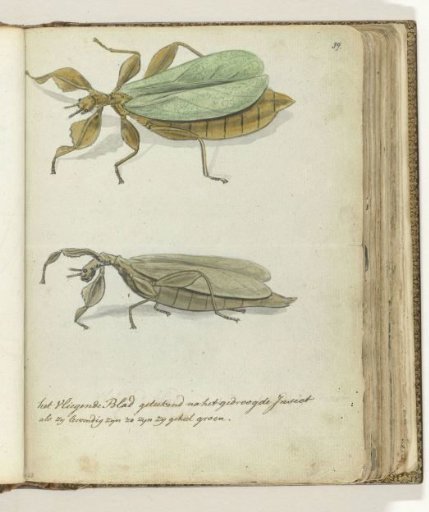 The Flying Leaf