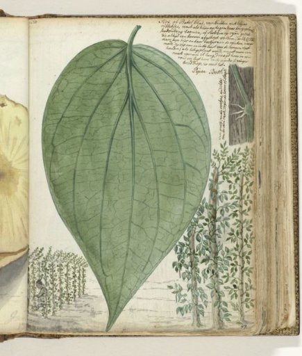 Betel Leaf Cultivation