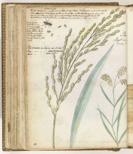 Ants and Rice