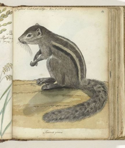 Ceylon squirrel
