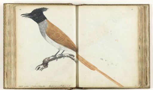 Paradise Flycatcher