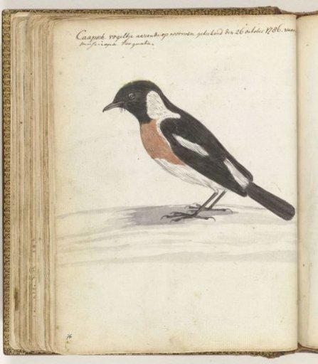 Cape Bird