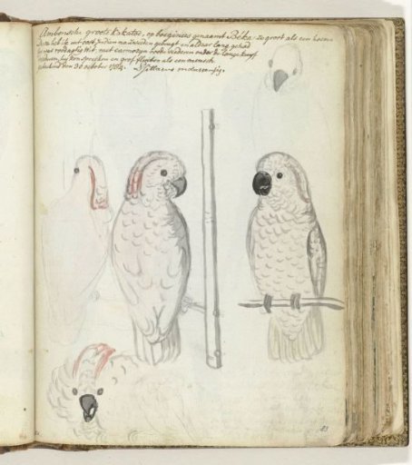 Cockatoo from Ambon
