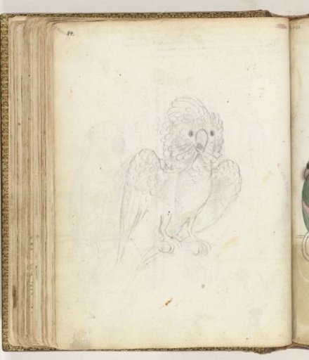 Ambon Cockatoo