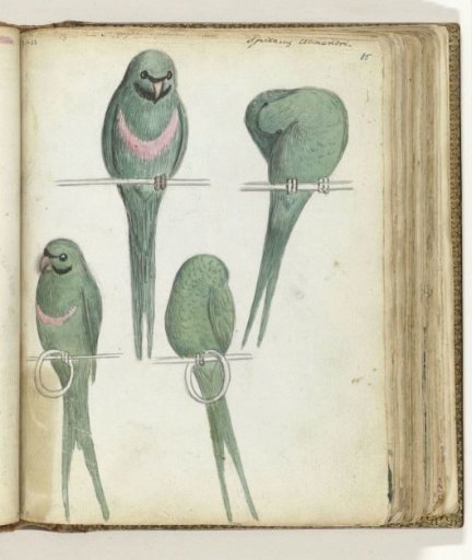 Dwarf Parakeets