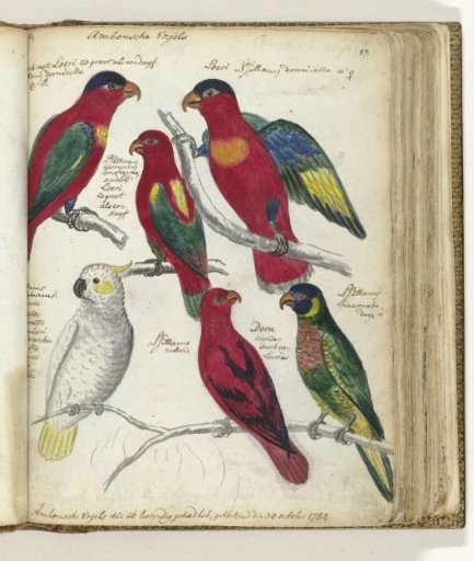 Birds from Ambon