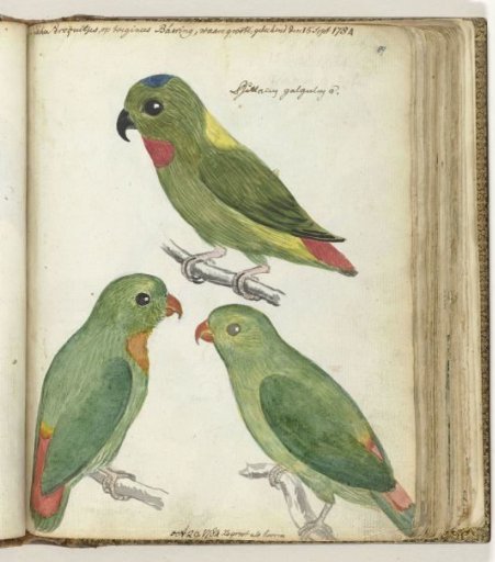 Indonesian Parakeets