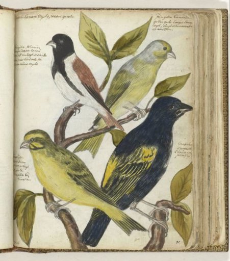 Cape Birds