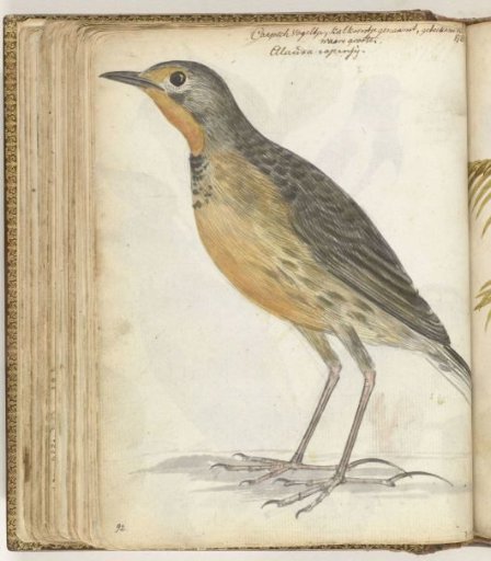 Cape bird