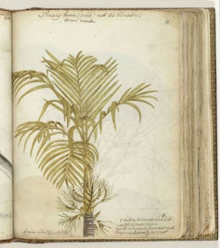 Betel nut tree