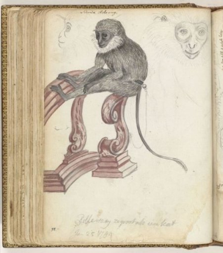 Rhesus monkey
