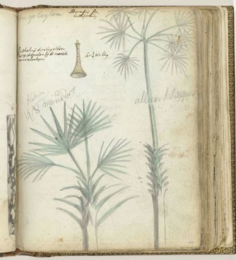 Tree in Ceylon. Singalese palm