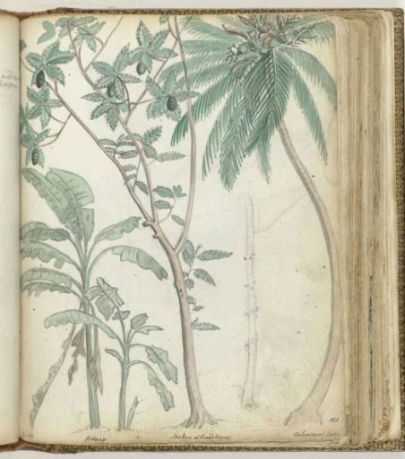 Tropical trees