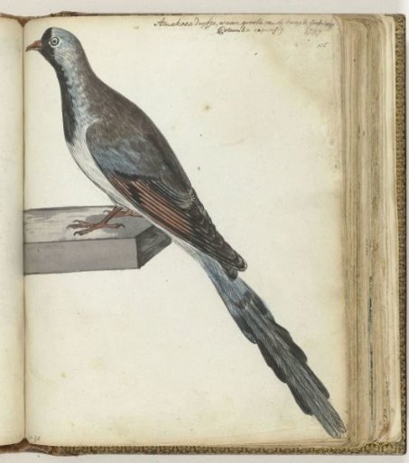 Cape pigeon