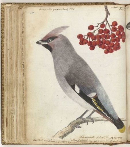 Swedish bird