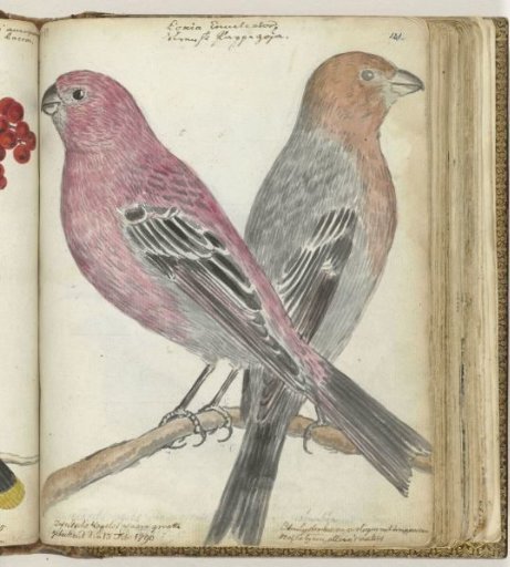 Swedish birds