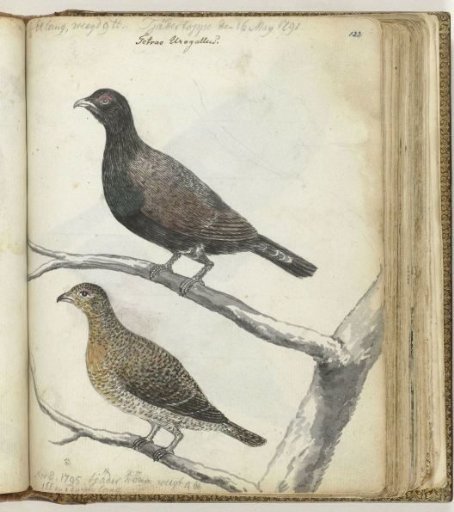 Swedish birds