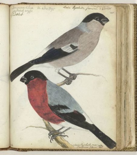 Finches