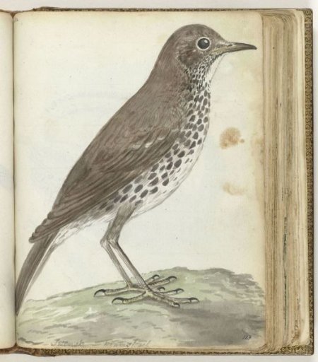 Song thrush (Turdus philomelos)