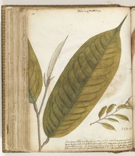 Durian leaf