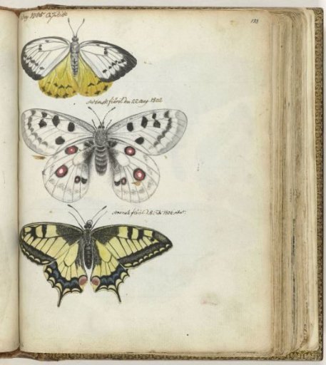 Javanese and Swedish Butterflies