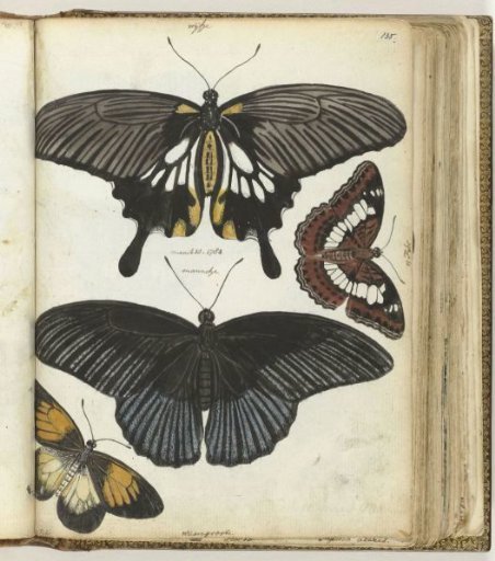 Butterflies of Java