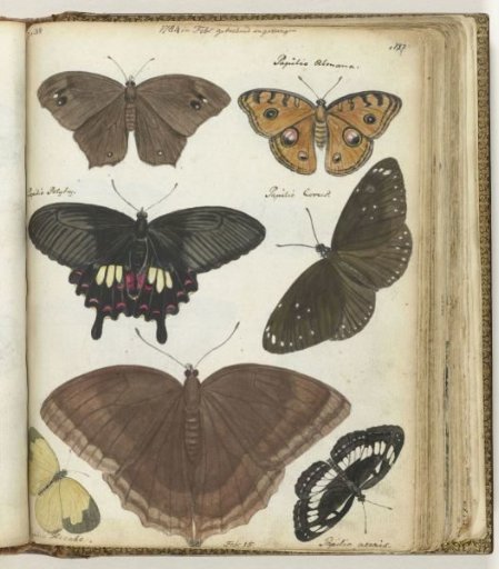 Butterflies of Java