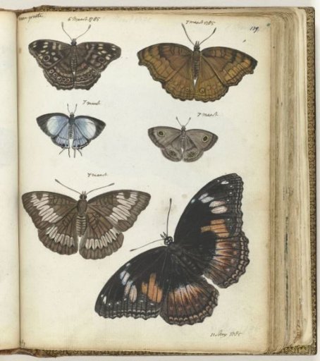 Butterflies of Java