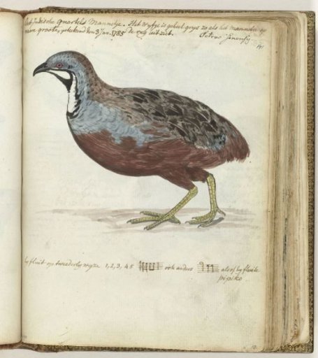 Javanese Quail