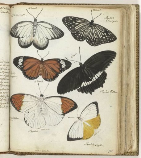 Javanese Butterflies