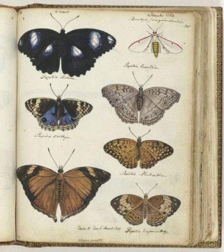 Javanese Butterflies