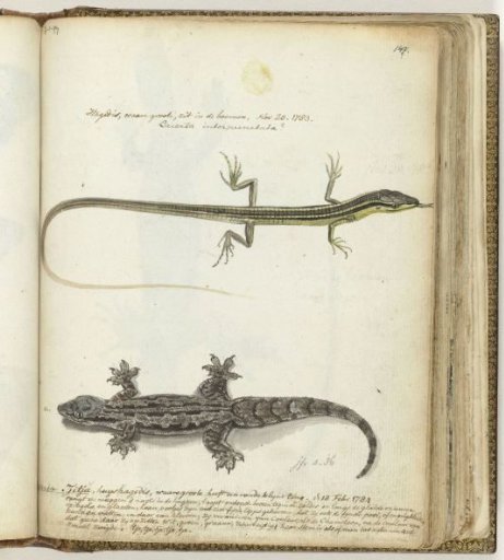 Lizard and Nightjar