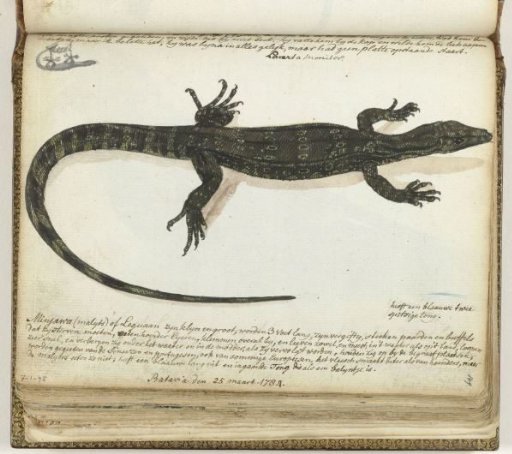 Minjawa or Iguana