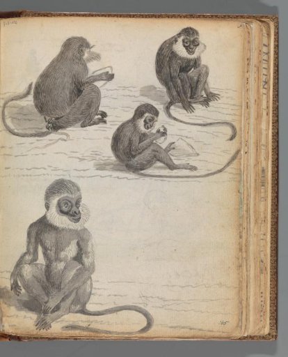 Rolleway Ape