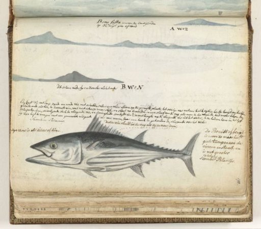 Coast Profiles of the Canary Islands. Fish.