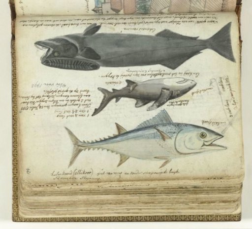 A Tuna, a Shark and a Remora