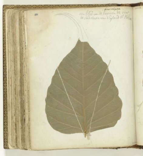 Tree Leaf, Saint Helena