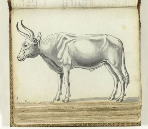 Cape Trek Ox