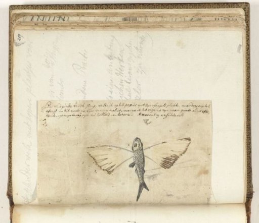 Flying fish