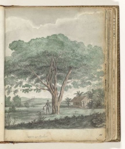 Tree in Ceylon