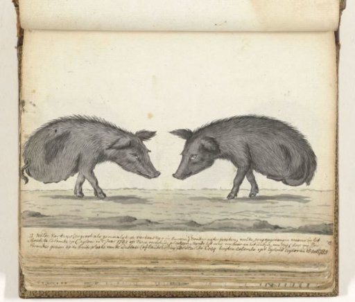 Pigs without hind legs