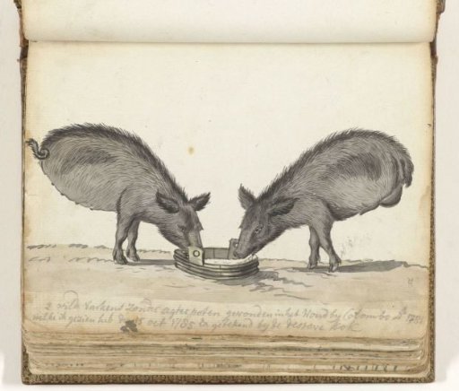 Pigs without hind legs at the trough